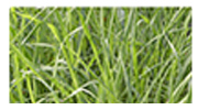 植觉精油新包装——儿童盖