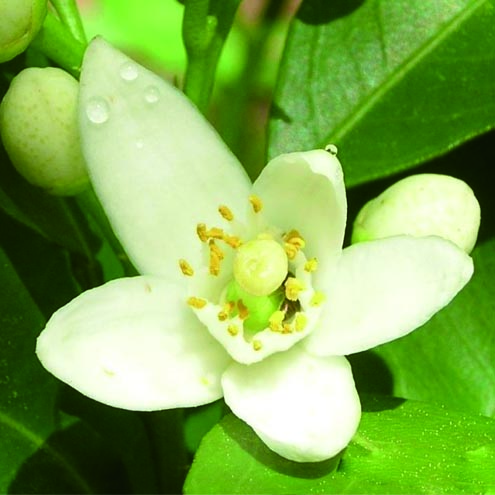 橙花净油