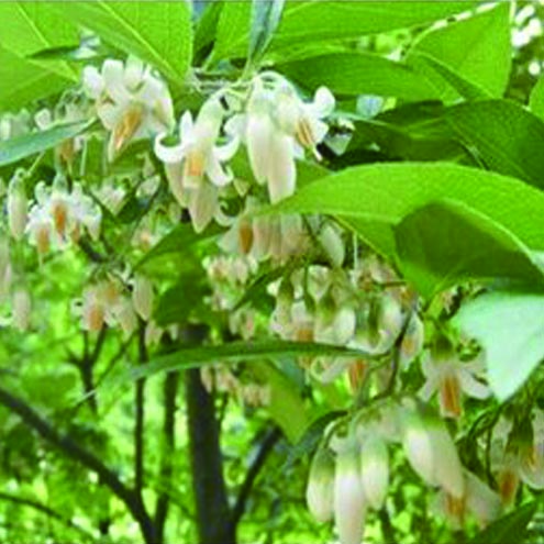安息香香膏